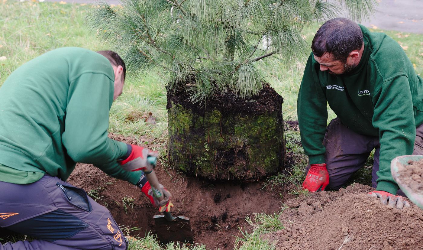 Two Lampton Greenspace 360 colleagues planting a young pine tree
